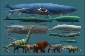 Image result for blue whale