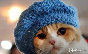 Resultado de imagem para frio é pouco com cachorro