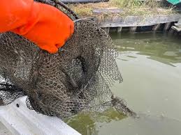 News source: Risveglio Duemila