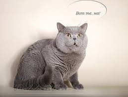 Картинки по запросу кот удивлен