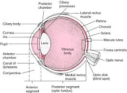 Image result for eyeball enucleation cattle