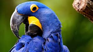 Image result for macaw parrot hd