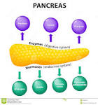 Pancreas - , the free encyclopedia