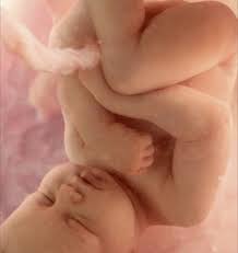 Resultado de imagen para Diferentes posiciones del bebé para nacer