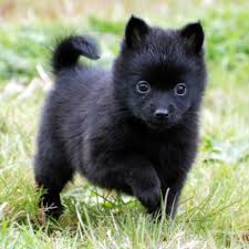 Image result for Schipperke