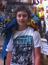 Image result for baby macaw parrot for sale