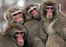 Image result for MONKEYS