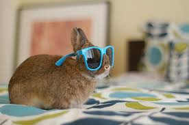 Image result for bunnies