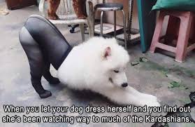 Image result for funny pictures
