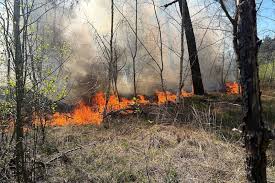 Brand in de bossen langs A58 bij Tilburg onder controle, veel rookontwikkeling