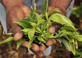 Image result for Images of khat