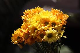 flores amarillas