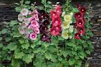 Hollyhocks Gardening Tips Garden Guides