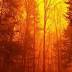 'Gatlinburg was made to burn'