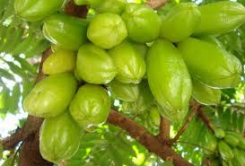 Image result for tumbuhan herbal untuk penyakit darah tinggi