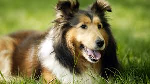 Image result for dogs