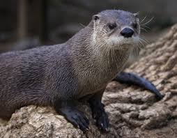 Two recent attacks on humans by river otters at Lake Tahoe bring warnings