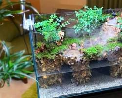 Hình ảnh về Một terrarium nước với cây thủy sinh xanh mướt, cá nhỏ bơi lội tung tăng và những viên sỏi nhiều màu sắc