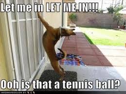 Funny Picture Clip: funny animal pictures quotes : funny dog ... via Relatably.com