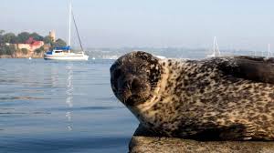 Risultati immagini per la rance