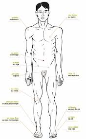 Resultado de imagen para cuerpo humano