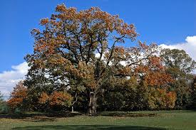 Image result for Oak trees do not have acorns/nut