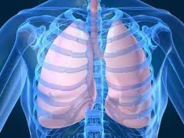 Resultado de imagen de pulmones