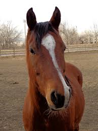 Image result for HORSE