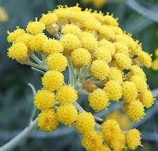 Résultat de recherche d'images pour "immortelle de corse"