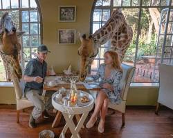 Image of Giraffe Manor Kenya