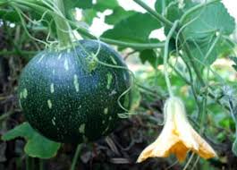 Image result for শীতকালীন সবজি চাষ
