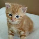 Chaton orange a donner