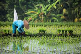 The Bali Sun - News update