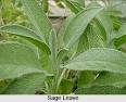 Sage Herb, Sage Plant Oil, Benefits of Sage Seeds, Sage Side