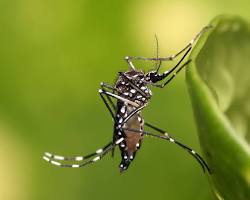 Aedes aegypti mosquito