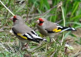 Hasil gambar untuk European goldfinch