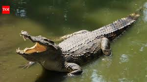 How did crocodiles reach the remote Seychelles? Scientists finally solve a 250-year mystery