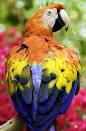 Virtual villagers 2 parrots kissing images coup <?=substr(md5('https://encrypted-tbn3.gstatic.com/images?q=tbn:ANd9GcQhtjzpkBRsyP3rM04JZBgF1xTTJn67nbPCyQQDip7XxMlRwtFt3EleYqfu'), 0, 7); ?>
