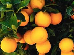 Képtalálat a következőre: „narancs”
