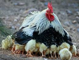 Chickens for pets