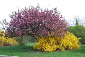 Image result for pictures of forsythia in bloom