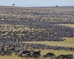 Image of Great Wildebeest Migration, Masai Mara