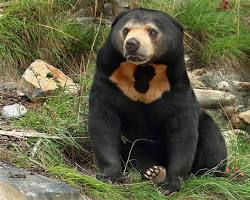 Urso-malaio