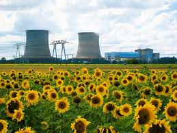 Sunflower field