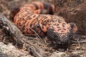 Image result for gila monster pictures