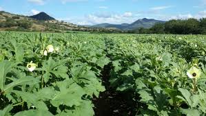 GREENHOUSE VEGETABLES ile ilgili görsel sonucu