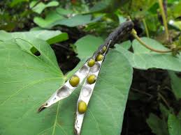 Image result for picture of mung bean plant