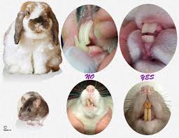 Image result for rabbits teeth