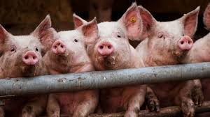 Image result for hogs and pigs