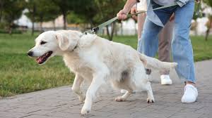 How Dog Walkers Can Help Dogs With Leash Reactivity